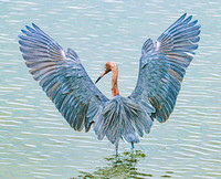 Reddish Egret Wings