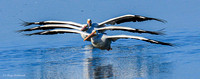 White pelicans in formation