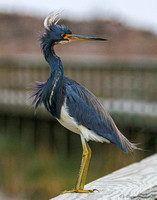 Tricolored heron in the wind