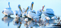 White Pelicans & Ibis