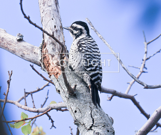 Ladder-back woodpecker