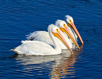 White Pelican trio