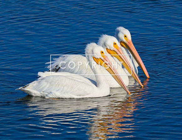 White Pelican trio
