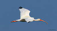 White ibis 1