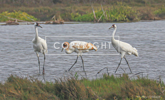 Whooping Crane family