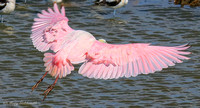 Rosy wings