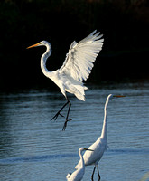 Great Egret floating