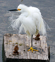 Snowy Egret 5