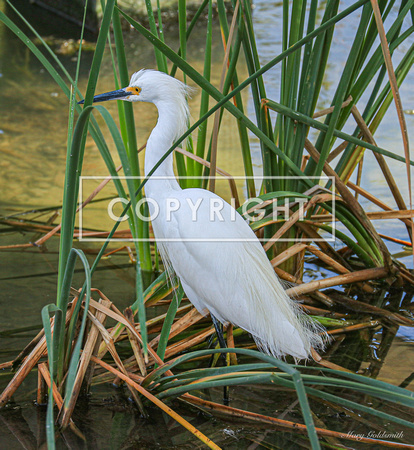 Snowy Egret 7