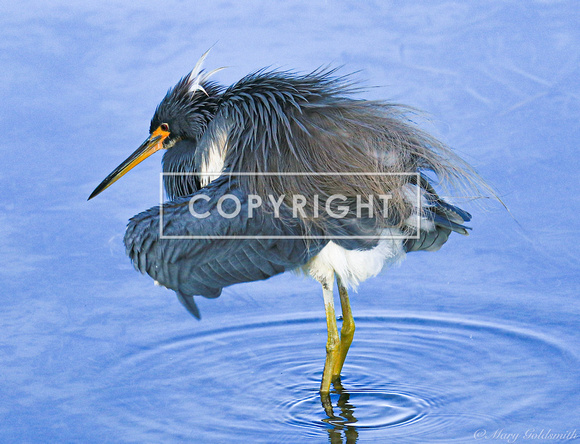 Tricolored Heron feather ruffle