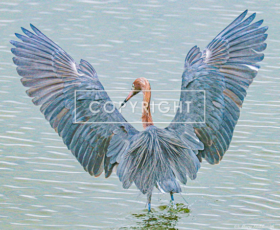 Reddish Egret Wings
