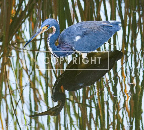 Tricolored Heron reflection