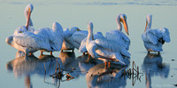 Soft White Pelicans